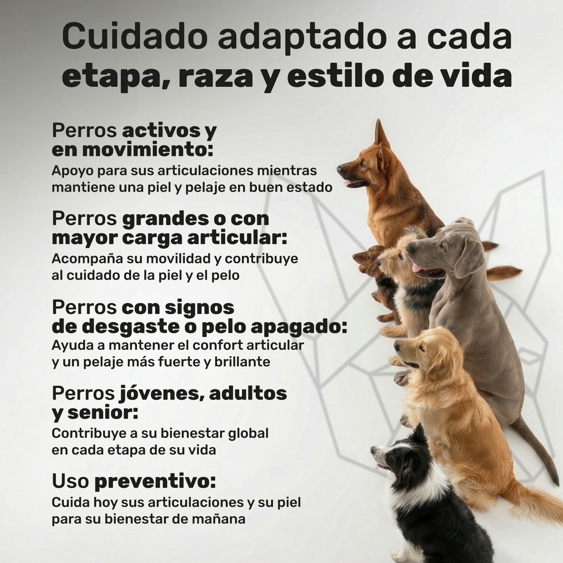 Duplo Condroprotector + Piel y Pelaje imagen 6