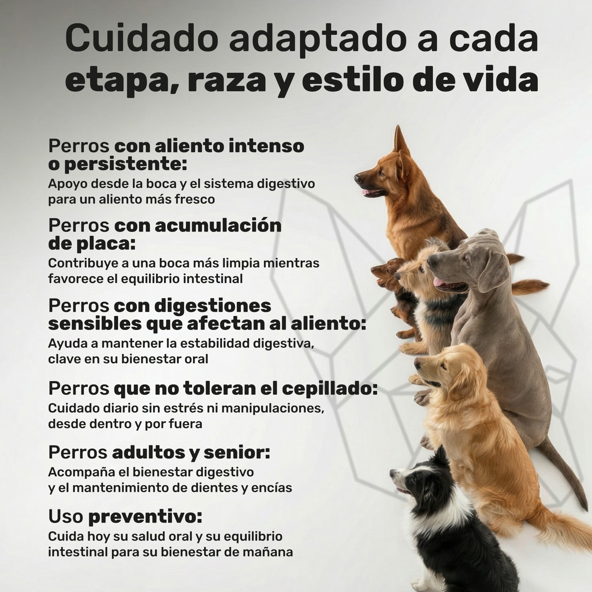 Duplo Polvo Dental + Probiótico para perros. Higiene dental, equilibrio intestinal, aliento fresco y bienestar digestivo