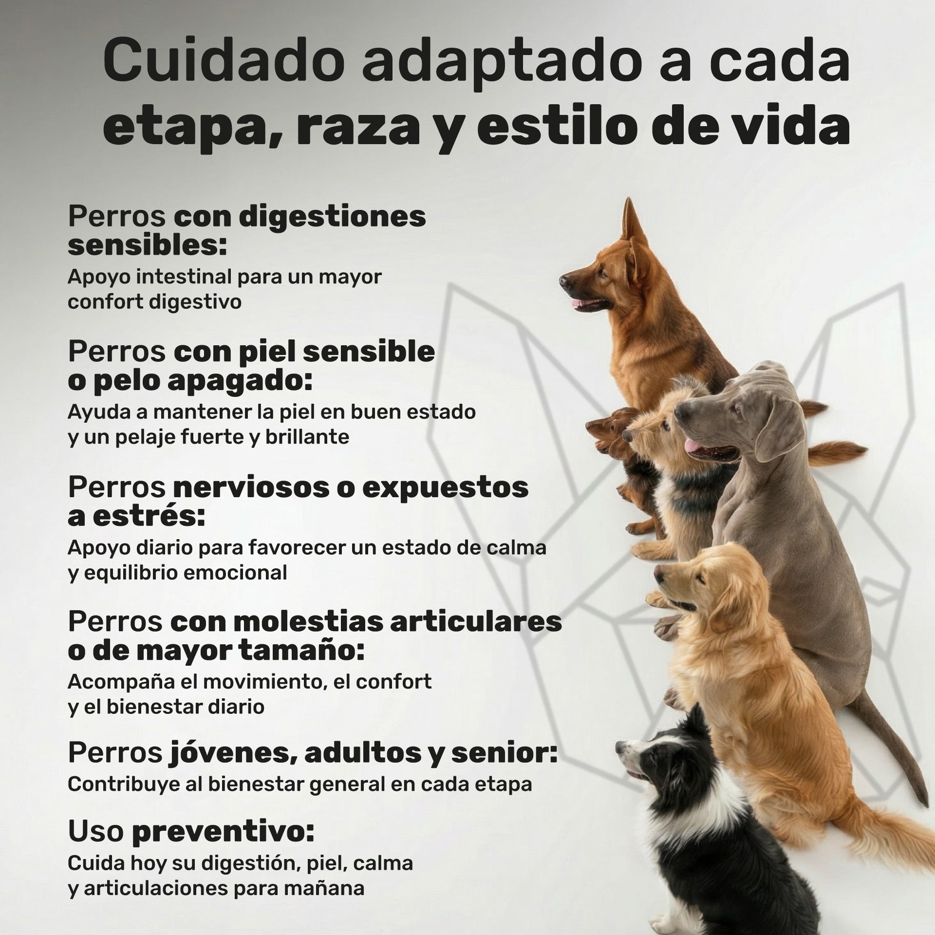 Pack Cuidado Total para perros. Calma, articulaciones, digestión, piel y pelaje - Natuva_Infograf_Pack Condro+Calma+Piel+Prob_PT05