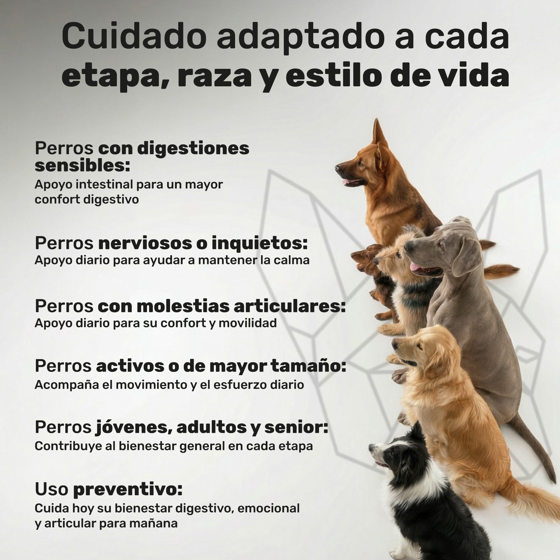Pack Senior Integral para perros. Soporte articular, calma y bienestar digestivo - Natuva_Infograf_Pack Condro+Calma+Prob_PT05