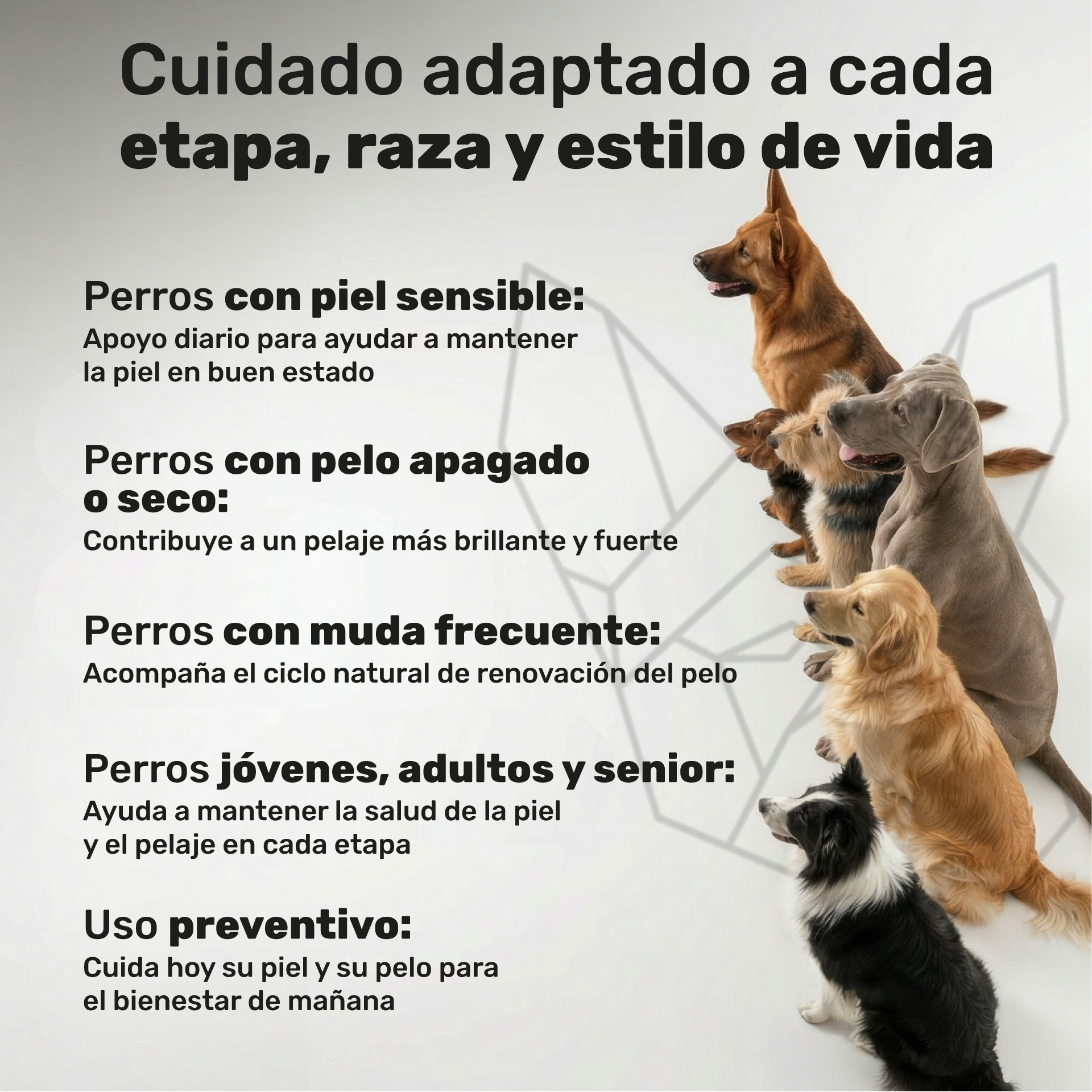 Piel y Pelaje para perros. Piel sana y pelo brillante