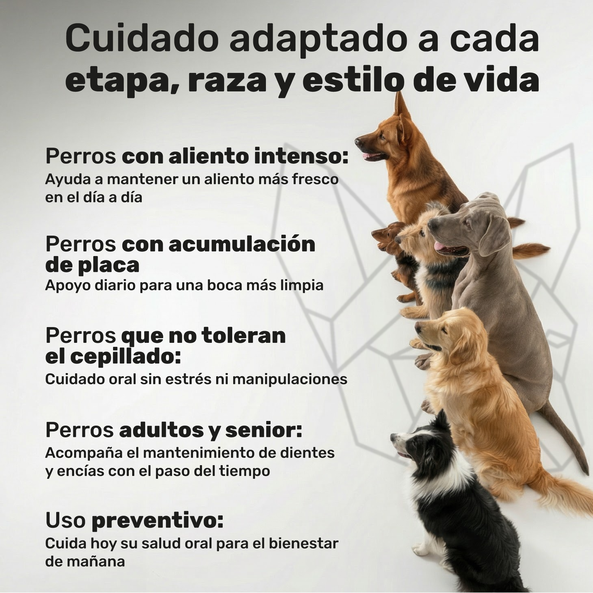 Polvo dental para perros. Higiene oral y aliento fresco