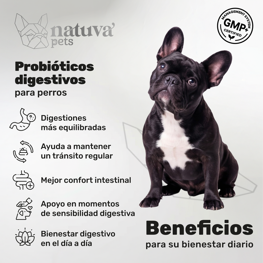 Probióticos para perros. Equilibrio intestinal y bienestar digestivo