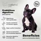 Probióticos para perros. Equilibrio intestinal y bienestar digestivo