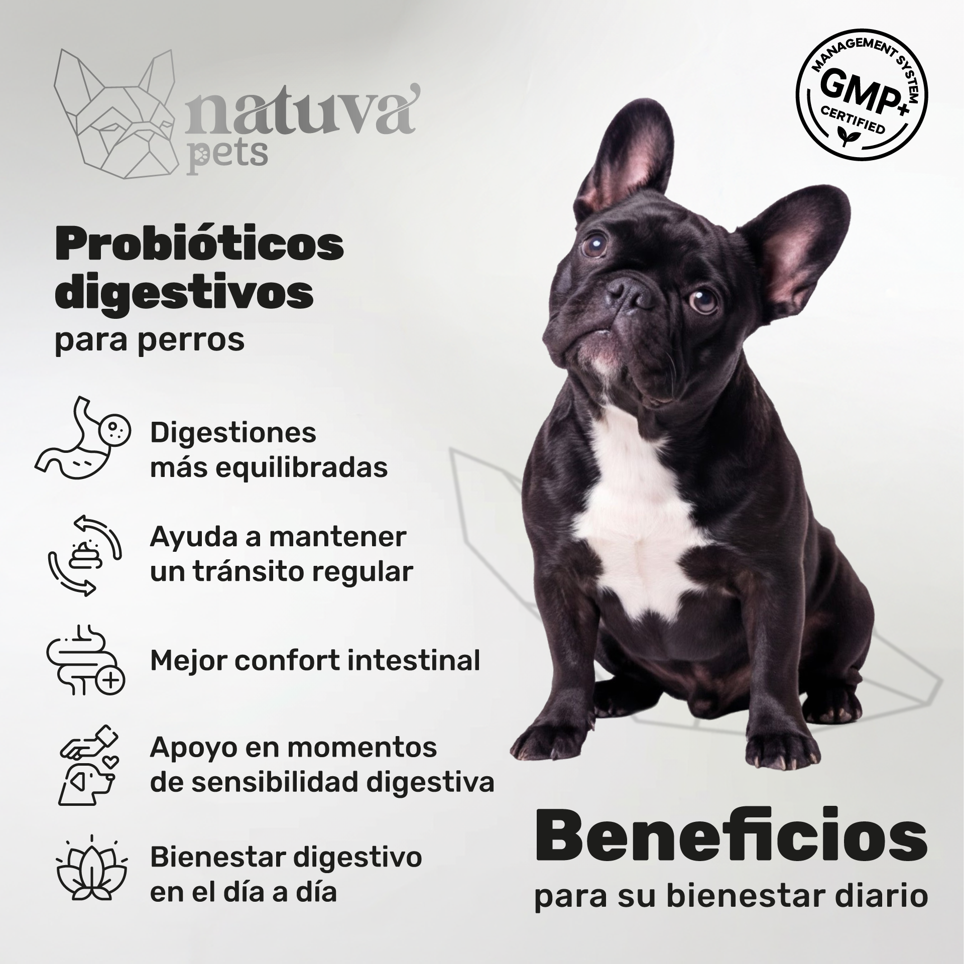 Probióticos para perros. Equilibrio intestinal y bienestar digestivo