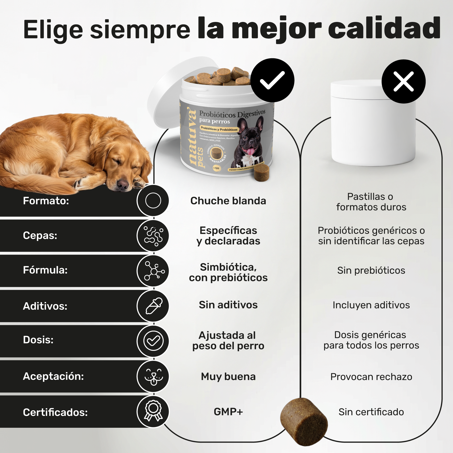 Probióticos para perros. Equilibrio intestinal y bienestar digestivo