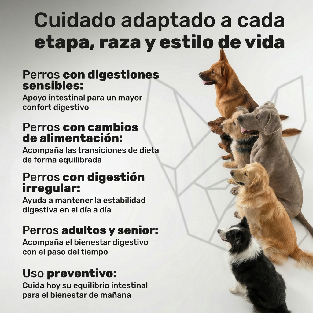 Probióticos para perros. Equilibrio intestinal y bienestar digestivo