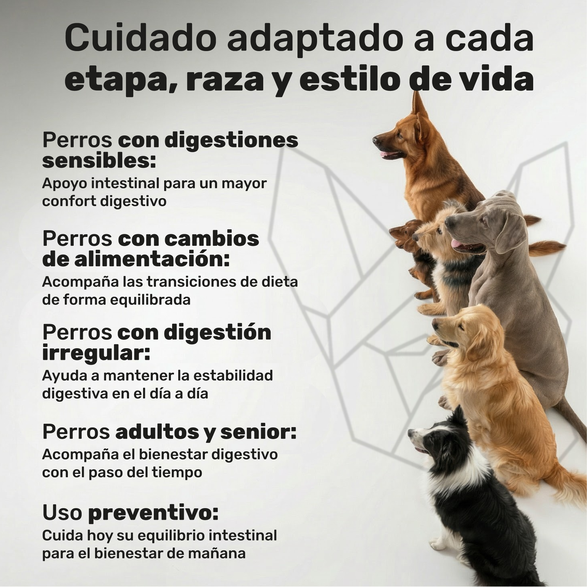 Probióticos para perros. Equilibrio intestinal y bienestar digestivo